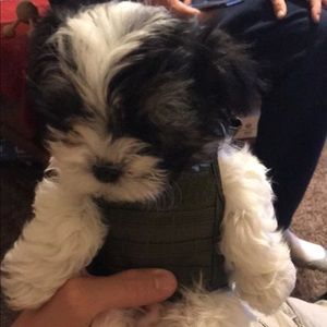 Meet your Posher, Chase